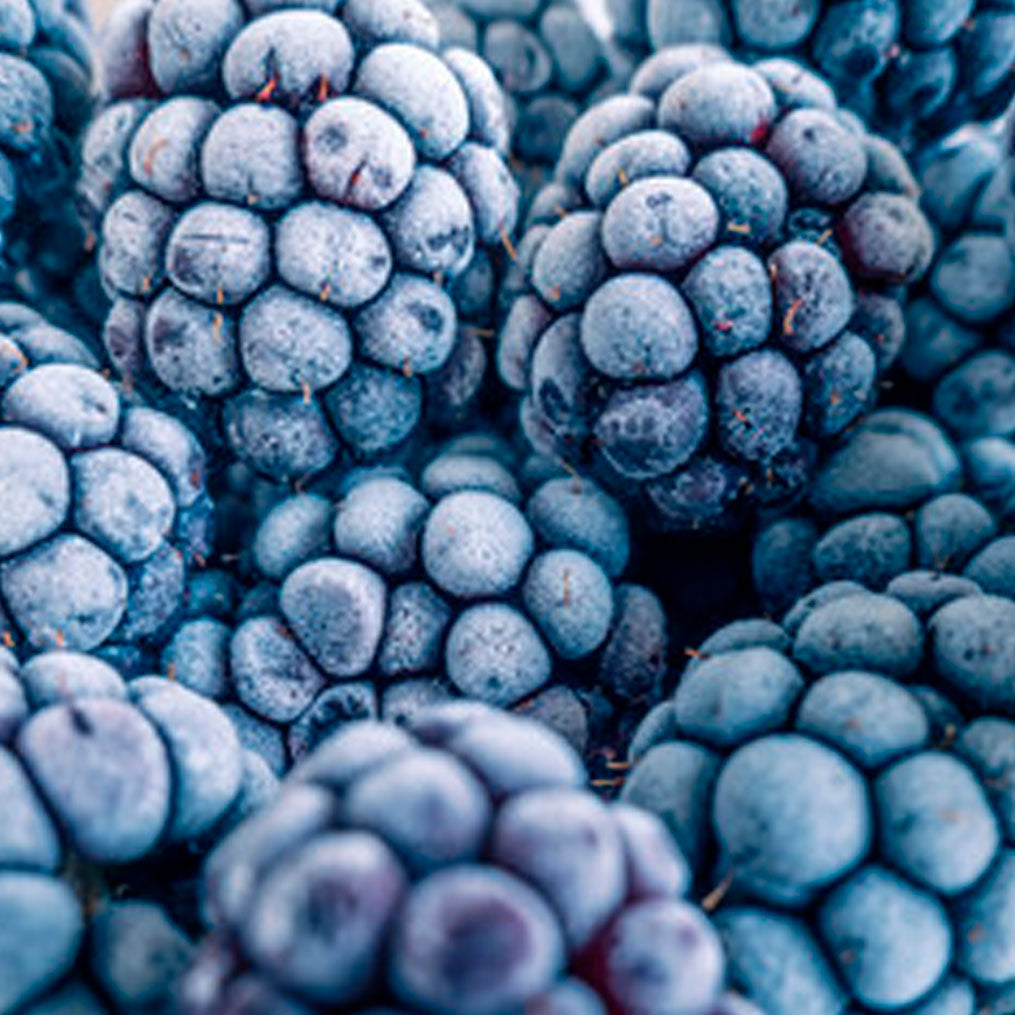 Mora cultivada IQF 1kg